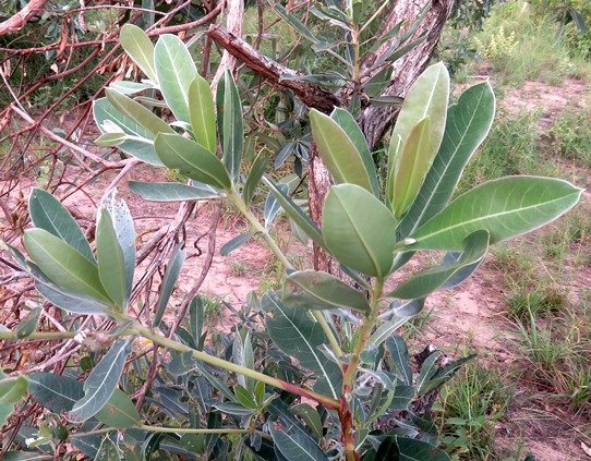 Terminalia sericea leaves