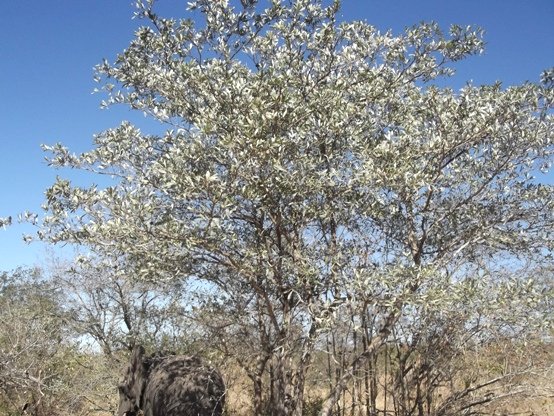 Terminalia sericea very pale in the sunlight