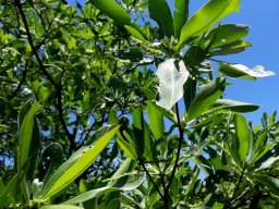 Terminalia sericea leaves and bud spikes