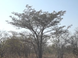 Terminalia sericea spreading branches at several levels