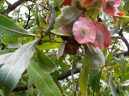 Terminalia sericea young pods