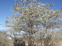 Terminalia sericea very pale in the sunlight