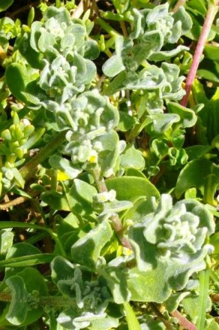 Tetragonia decumbens