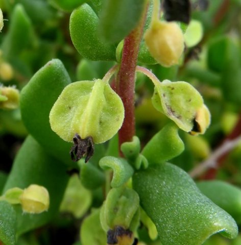 Tetragonia decumbens fruiting