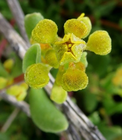 Tetragonia fruticosa bud opening