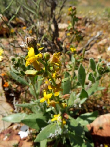 Tetragonia hirsuta