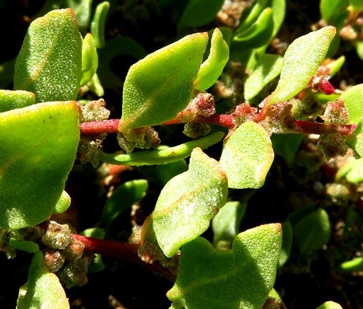Tetragonia microptera leaves erect