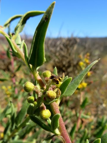 Tetragonia reduplicata leaves