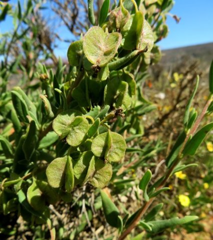 Tetragonia reduplicata winged fruit