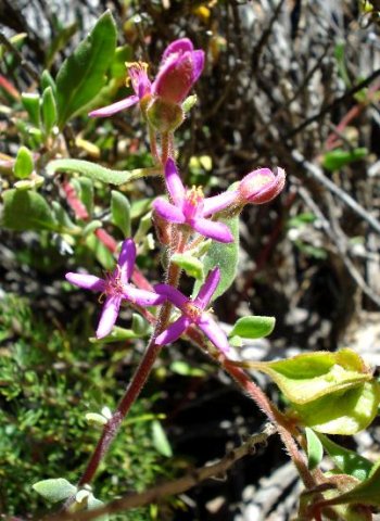 Tetragonia rosea flowers