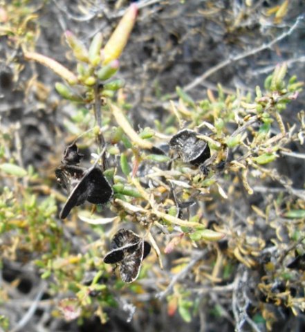 Tetragonia sarcophylla ripe fruit