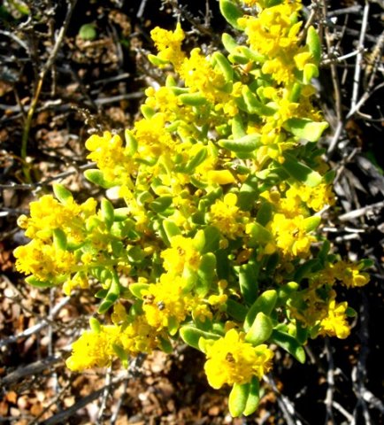 Tetragonia sarcophylla