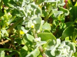 Tetragonia decumbens