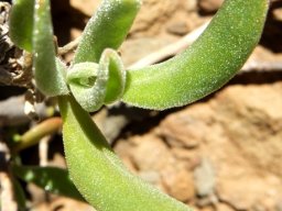 Tetragonia fruticosa leaves