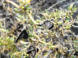 Tetragonia sarcophylla ripe fruit