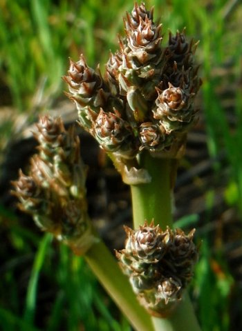 Trachyandra species, broad flat shiny leaves