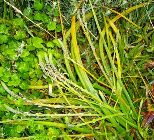 Trachyandra ciliata
