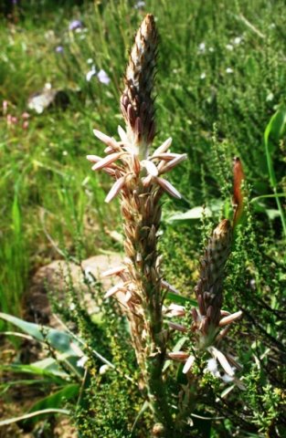 Trachyandra falcata inflorescence