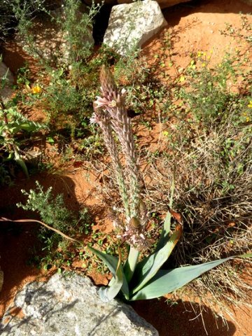 Trachyandra falcata flowers taller than leaves