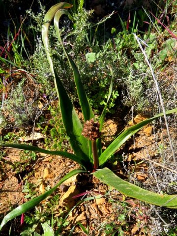 Trachyandra muricata