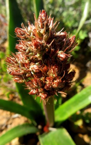 Trachyandra muricata compact bud stage