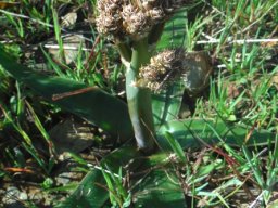 Trachyandra species, broad flat shiny leaves