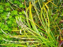 Trachyandra ciliata