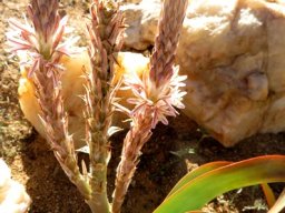 Trachyandra falcata