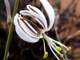 Trachyandra revoluta flower