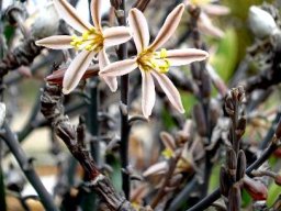 Trachyandra tortilis