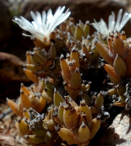 Trichodiadema mirabile flowers