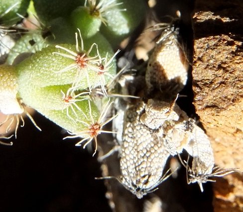 Trichodiadema obliquum trying snake camouflage