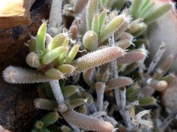 Trichodiadema setuliferum