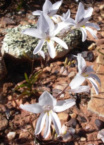 Tritonia pallida