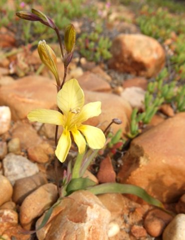 Tritonia gladiolaris