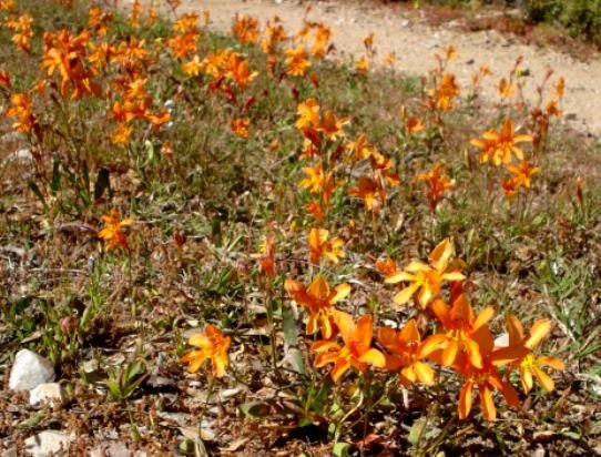 Tritonia securigera subsp. securigera in the Little Karoo