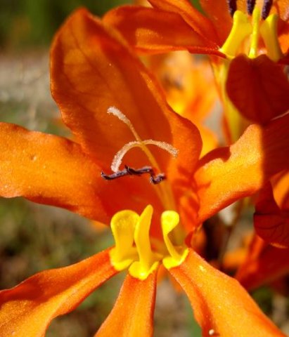 Tritonia securigera subsp. securigera flower