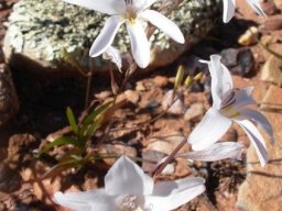 Tritonia pallida