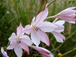 Tritonia bakeri subsp. lilacina