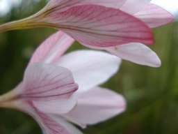 Tritonia bakeri subsp. lilacina flower profiles