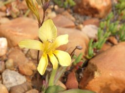 Tritonia gladiolaris
