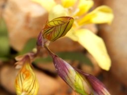 Tritonia gladiolaris lined buds