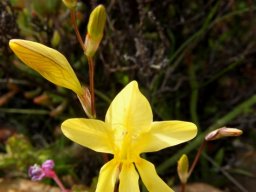 Tritonia gladiolaris flower