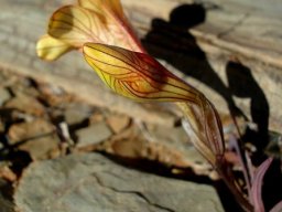 Tritonia karooica