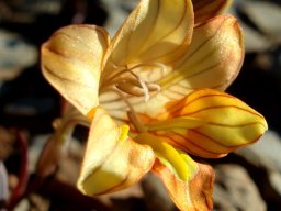 Tritonia karooica flower