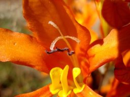 Tritonia securigera subsp. securigera flower