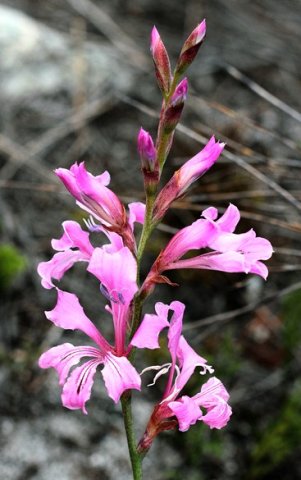 Tritoniopsis lata