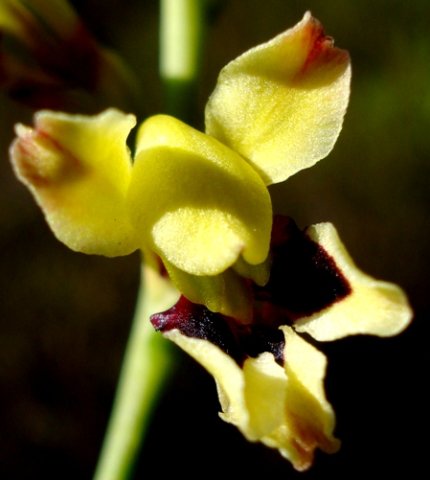Tritoniopsis parviflora nearly there