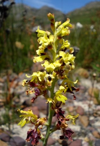 Tritoniopsis parviflora spike