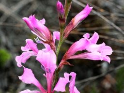 Tritoniopsis lata